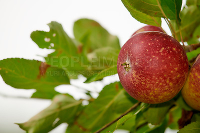 Buy stock photo Agriculture, fruit and spring with apple tree on farm for growth, harvest or sustainability. Background, environment and wallpaper with food with growing orchard in countryside for organic industry