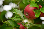 Agriculture, fruit and wallpaper with apple tree on farm for growth, harvest or sustainability. Environment, food and nature with organic produce growing in countryside for agricultural industry