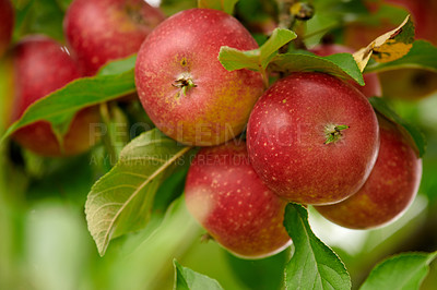 Buy stock photo Agriculture, farming and organic with apple tree in orchard for growth, spring or sustainability. Agribusiness, food and nature with fruit produce outdoor in countryside for harvest or industry