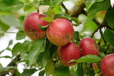 Buy stock photo Agriculture, fruit and organic with apple tree on farm for growth, harvest or sustainability. Environment, nature and orchard with food growing outdoor in rural countryside for agricultural industry