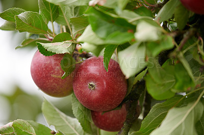 Buy stock photo Agriculture, organic and tree with apple orchard on farm for growth, harvest or sustainability. Environment, fruit and nature with produce growing outdoor in countryside for natural food industry