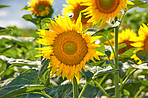 Meadow, nature and sunflowers with growth for garden, botanical environment or harvest in summer. Closeup, ecology and outdoor agriculture for blooming petals, pollination and plants in countryside