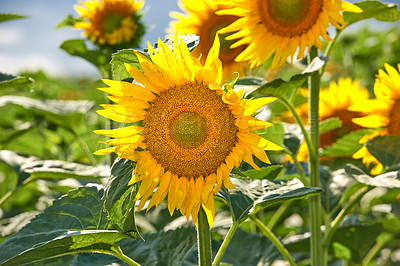 Buy stock photo Meadow, nature and sunflowers with growth for garden, botanical environment or harvest in summer. Closeup, ecology and outdoor agriculture for blooming petals, pollination and plants in countryside