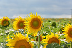 Field, nature and sunflowers with growth for ecology, botanical environment or harvest in summer. Garden, meadow and outdoor agriculture for blooming petals, pollination and plants in countryside