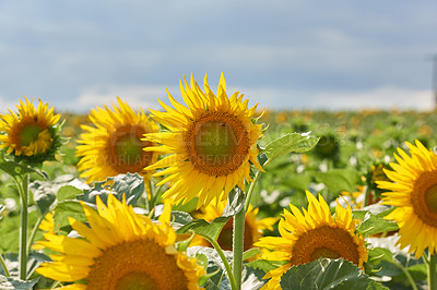 Buy stock photo Field, nature and sunflowers with growth for ecology, botanical environment or harvest in summer. Garden, meadow and outdoor agriculture for blooming petals, pollination and plants in countryside