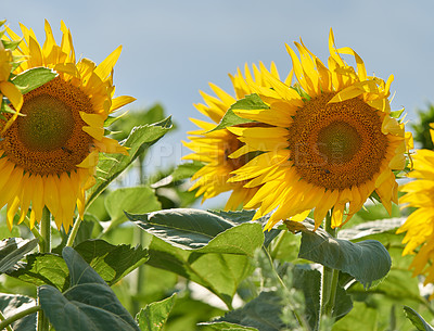 Buy stock photo Field, nature and sunflowers with growth for closeup, botanical environment or harvest in summer. Garden, meadow and outdoor agriculture for blooming petals, pollination and plants in countryside