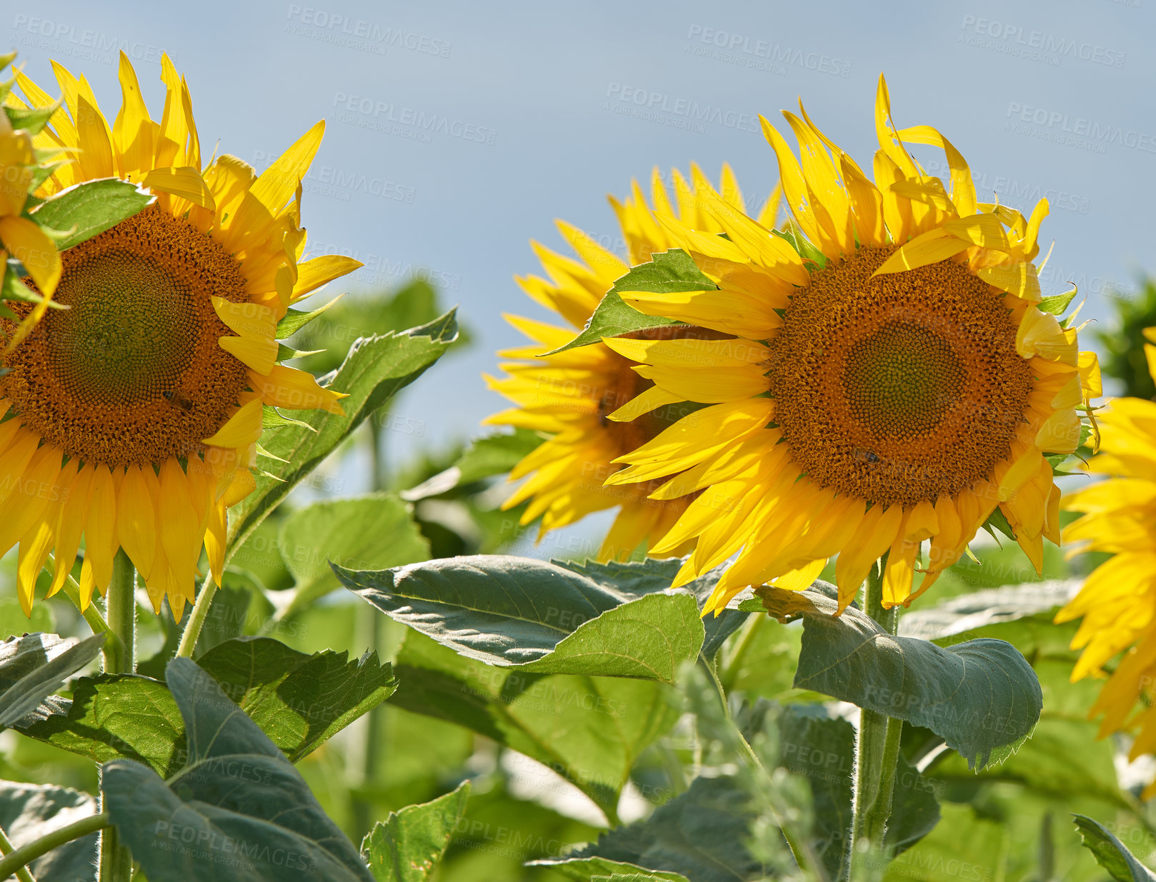 Buy stock photo Field, nature and sunflowers with growth for closeup, botanical environment or harvest in summer. Garden, meadow and outdoor agriculture for blooming petals, pollination and plants in countryside