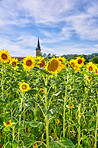 Harvest, nature and sunflowers with growth for field, botanical environment or blooming in summer. Garden, ecology and outdoor agriculture for landscape, pollination and plants in countryside farm