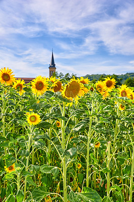 Buy stock photo Harvest, nature and sunflowers with growth for field, botanical environment or blooming in summer. Garden, ecology and outdoor agriculture for landscape, pollination and plants in countryside farm