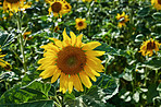 Environment, nature and sunflowers with growth for garden, botanical meadow or harvest in summer. Closeup, ecology and outdoor agriculture for blooming petals, pollination and plants in countryside