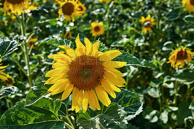 Buy stock photo Environment, nature and sunflowers with growth for garden, botanical meadow or harvest in summer. Closeup, ecology and outdoor agriculture for blooming petals, pollination and plants in countryside