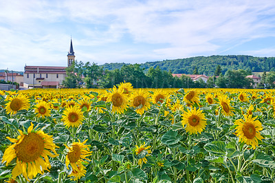 Buy stock photo Environment, nature and sunflowers with landscape for field, botanical meadow or harvest in summer. Garden, ecology and outdoor agriculture for blooming petals, pollination and plants in countryside