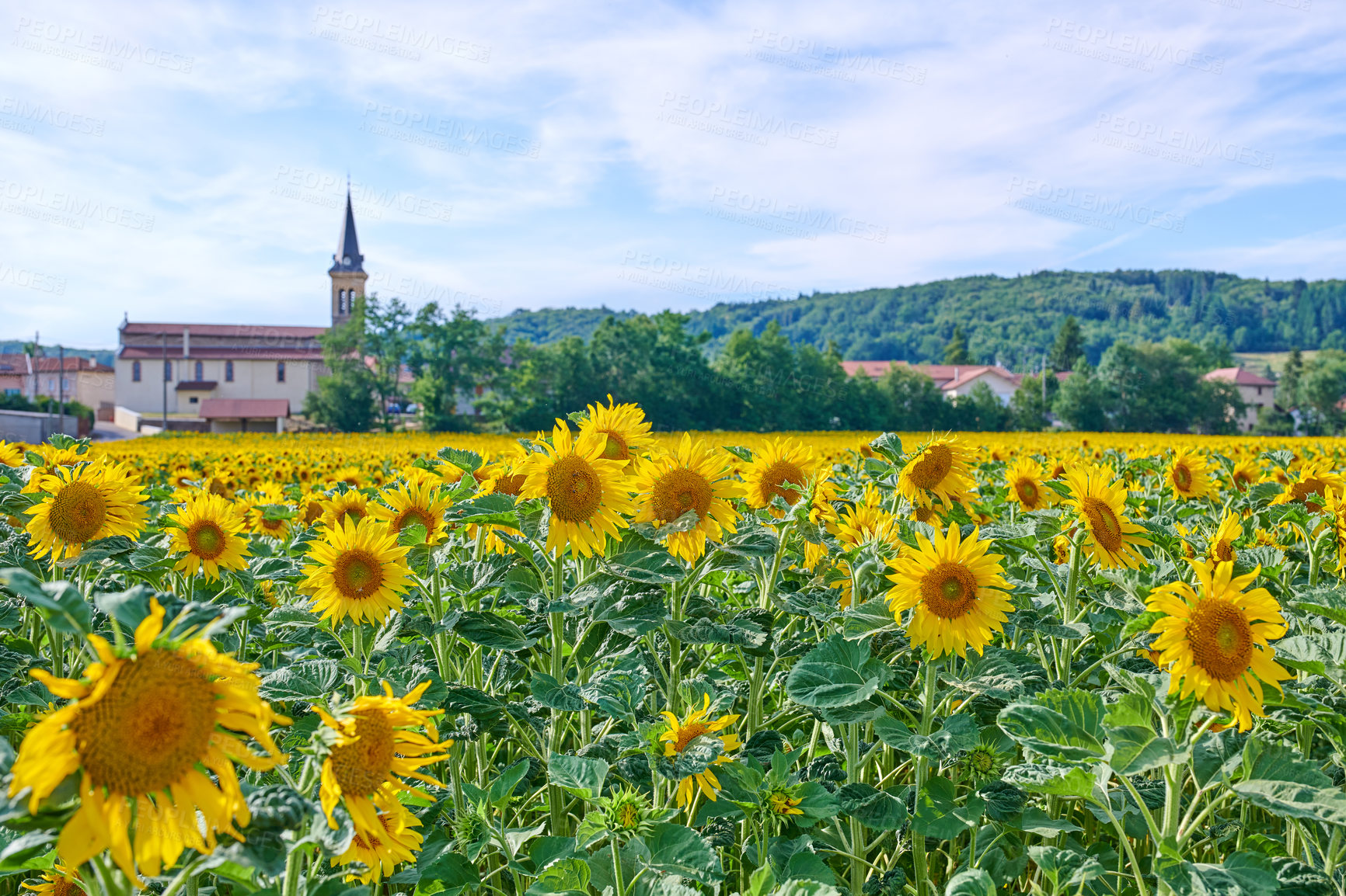 Buy stock photo Environment, nature and sunflowers with landscape for field, botanical meadow or harvest in summer. Garden, ecology and outdoor agriculture for blooming petals, pollination and plants in countryside