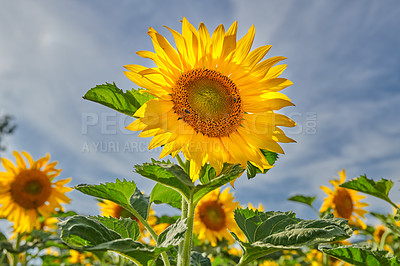 Buy stock photo Environment, low angle and sunflowers with growth for nature, botanical meadow or harvest in summer. Garden, ecology and outdoor agriculture for blooming petals, pollination and plants in countryside