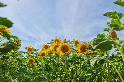 Buy stock photo Field, low angle and sunflowers with growth for nature, botanical meadow and harvest in environment. Garden, ecology and outdoor agriculture for blooming petals, pollination and plants in countryside