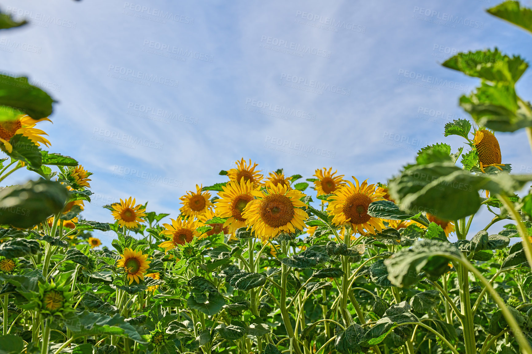 Buy stock photo Field, low angle and sunflowers with growth for nature, botanical meadow and harvest in environment. Garden, ecology and outdoor agriculture for blooming petals, pollination and plants in countryside
