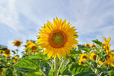 Buy stock photo Sunflowers, growth and plants in environment, floral and blossom in countryside, outdoor or nature. Vibrant, colorful and sustainability in field, eco friendly and scenery of greenery or peace in USA