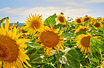 Sunflowers, color and plants in environment, floral and blossom in countryside, outdoor and nature. Vibrant, growth and sustainability in field, eco friendly and scenery of greenery or peace in USA