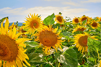 Buy stock photo Sunflowers, color and plants in environment, floral and blossom in countryside, outdoor and nature. Vibrant, growth and sustainability in field, eco friendly and scenery of greenery or peace in USA