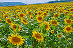 Sunflowers, group and plants in environment, field and blossom in countryside, outdoor and growth. Vibrant, colorful and sustainability in nature, eco friendly and scenery of greenery or peace in USA