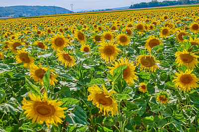 Buy stock photo Sunflowers, group and plants in environment, field and blossom in countryside, outdoor and growth. Vibrant, colorful and sustainability in nature, eco friendly and scenery of greenery or peace in USA