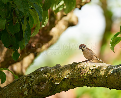 Buy stock photo Sparrow, nature and trees with ecology, environment and countryside with conservation. Bird sanctuary, branches and feathers with sunshine, ecosystem and travel with tourism, zoo facility or wildlife