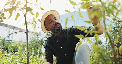 Buy stock photo Agriculture, inspection and man in greenhouse, growth and checking for harvest, farmer and outdoor. Sustainable business, production and black person with plants in environment and quality assurance