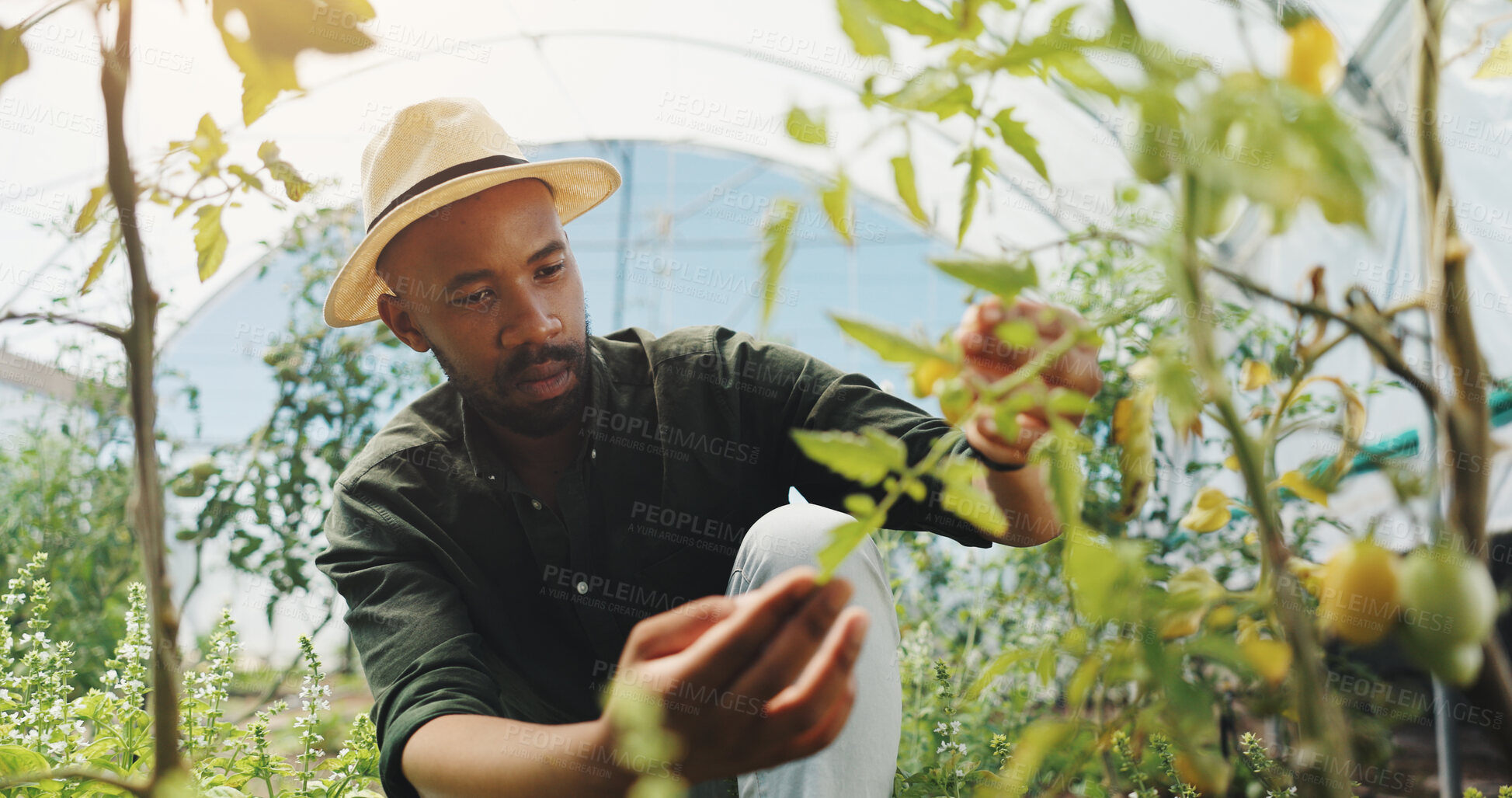 Buy stock photo Agriculture, inspection and man in greenhouse, serious and checking for harvest, farmer and outdoor. Sustainable business, production and black person with plants in environment and quality assurance