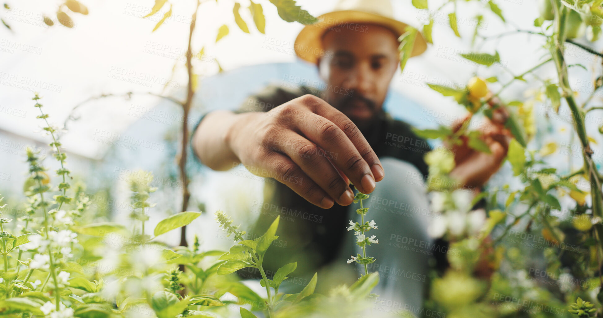 Buy stock photo Agriculture, inspection and man in greenhouse, farmer and checking for harvest, growth and outdoor. Sustainable business, production and black person with plants in environment and quality assurance