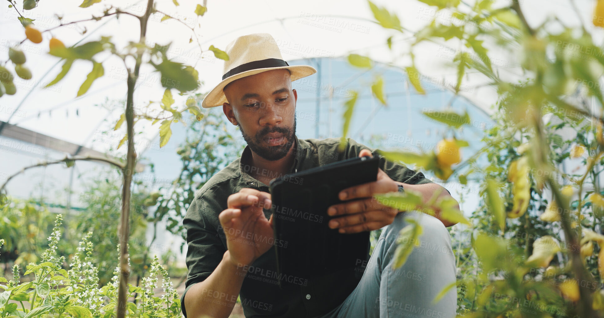 Buy stock photo Agriculture, inspection and man with tablet, serious and checking for harvest, farmer and outdoor. Sustainable business, browsing and black person with plants, online and   quality assurance with app