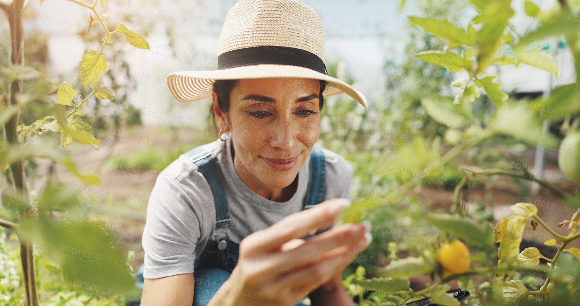 Buy stock photo Agriculture, inspection and woman with smile, growth and checking for harvest, farmer or outdoor. Sustainable business, production and person with plants in environment or happy for quality assurance
