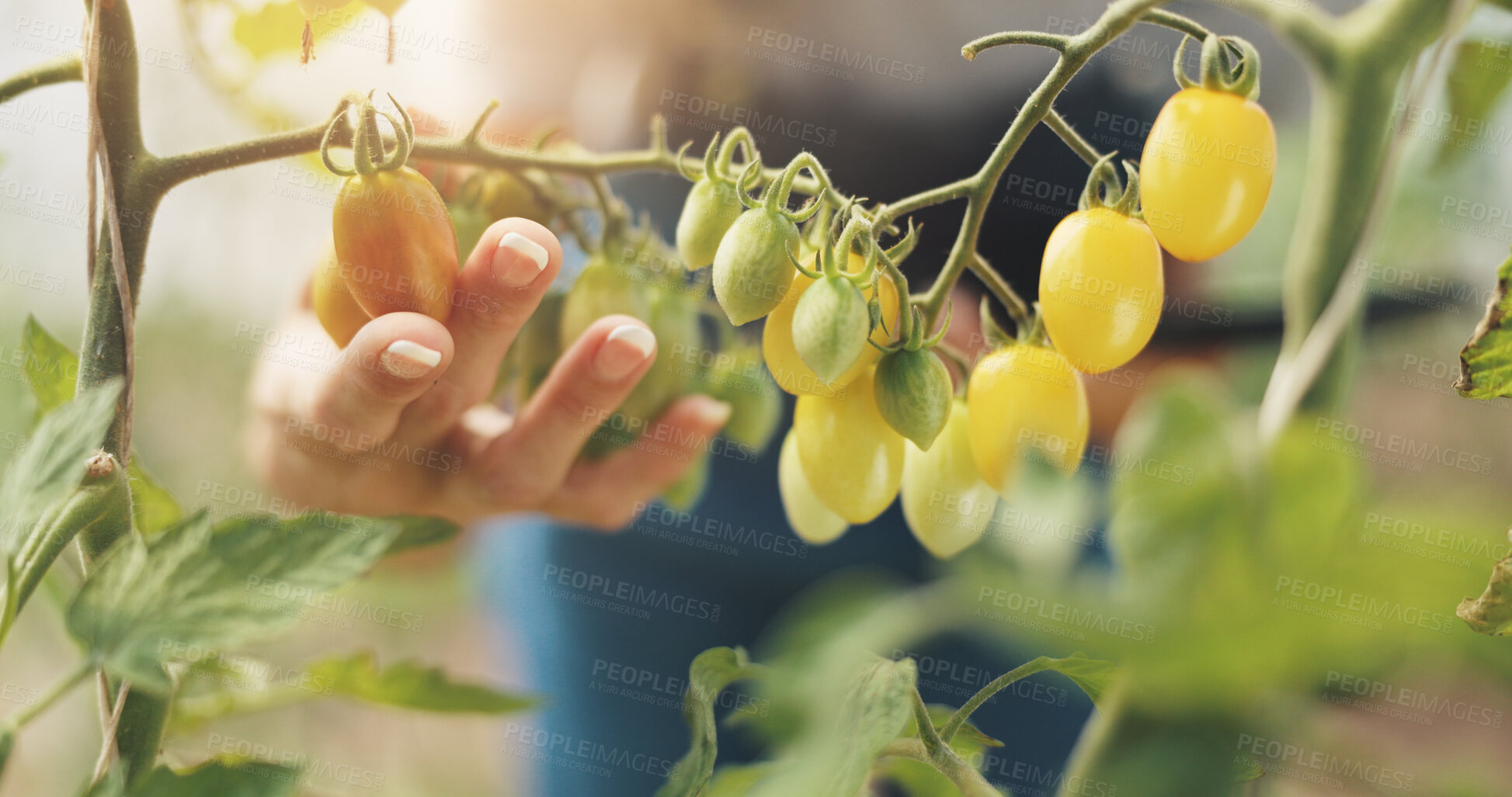 Buy stock photo Agriculture, inspection and hands with grapes, growth and checking for harvest, farmer and outdoor. Sustainable business, production and person with plants in environment, farm and quality assurance