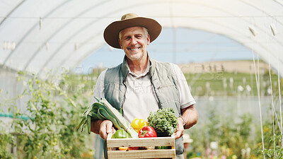Buy stock photo Mature man, basket and harvest in greenhouse, farming and smile with sustainability in summer. Person, happy and portrait with food production, agriculture and nursery for vegetables in Australia