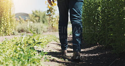 Buy stock photo Legs, walking and farmer with crops, vegetables and inspection for growth, progress and plant wellness. Person, feet and outdoor with agriculture, sustainability and eco friendly farming in Spain
