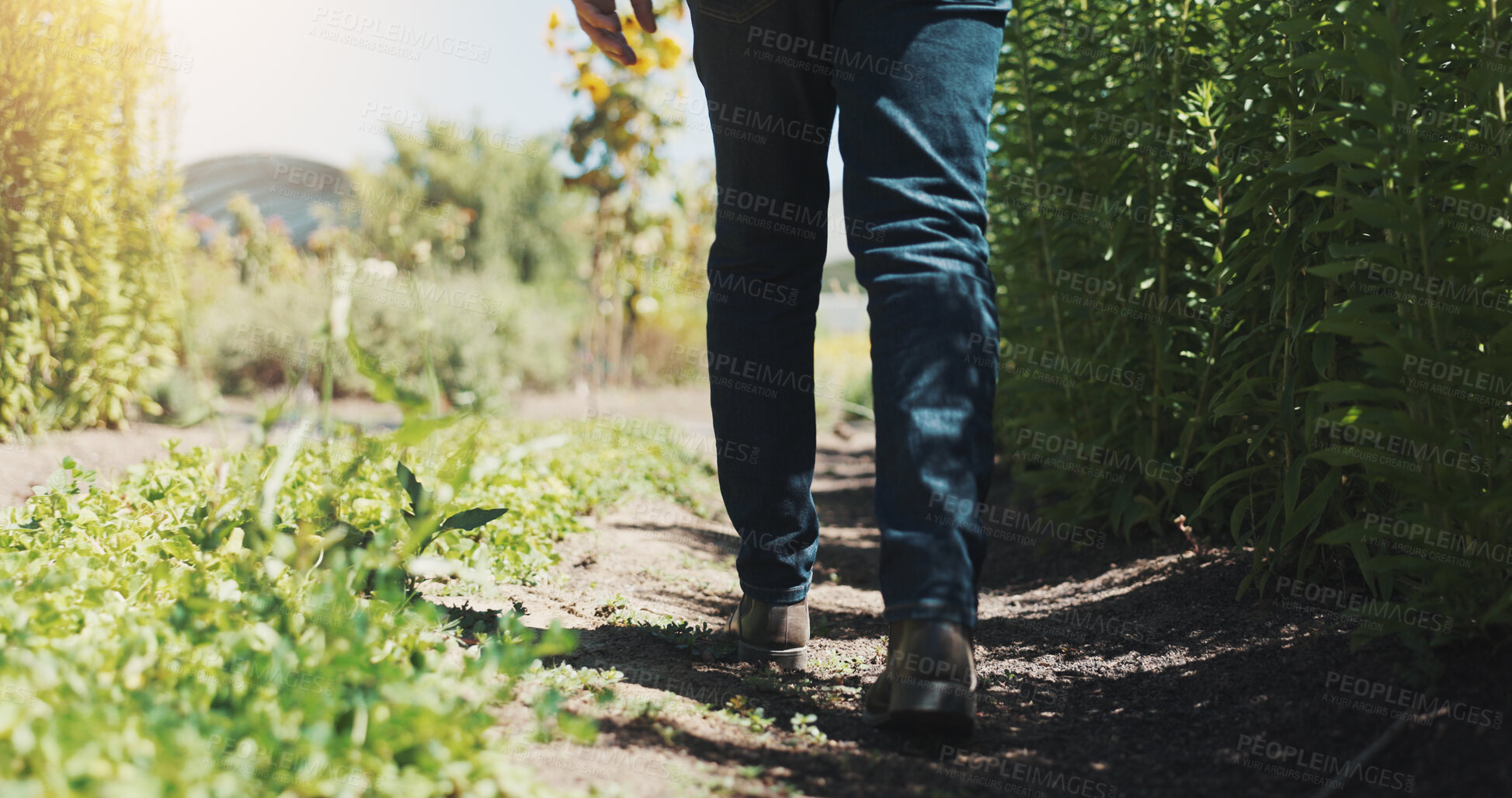 Buy stock photo Legs, walking and farmer with crops, vegetables and inspection for growth, progress and plant wellness. Person, feet and outdoor with agriculture, sustainability and eco friendly farming in Spain