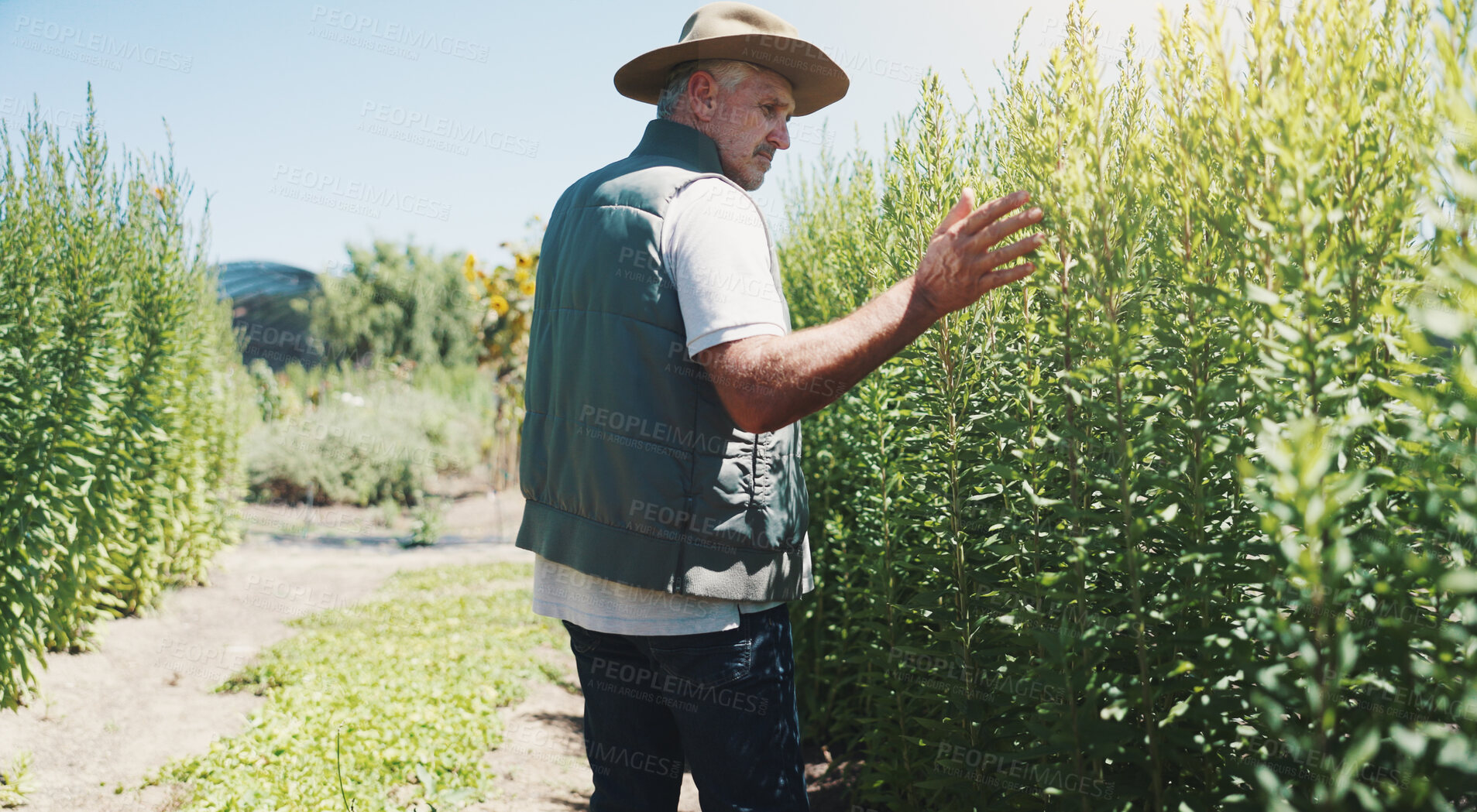 Buy stock photo Nature, serious and checking for growth, man and harvest in countryside, farmer or inspection of crops. Sustainable business, production and mature person with plant, agriculture or quality assurance