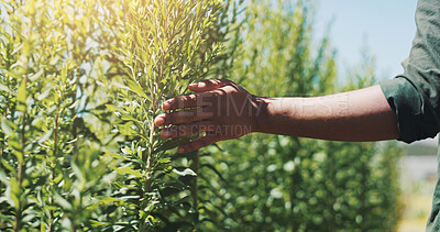 Buy stock photo Agriculture, hands and inspection of crops, growth and checking for harvest, farmer and countryside. Sustainable business, production and person with plants in environment and quality assurance