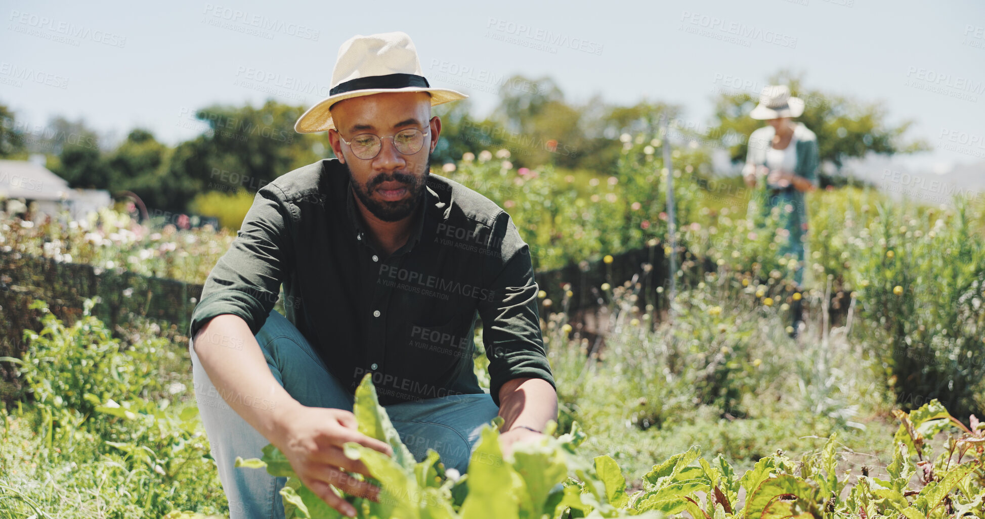 Buy stock photo Agriculture, inspection and man in countryside, vegetables and checking for harvest, farmer and outdoor. Sustainable business, production and people with plants in environment and quality assurance