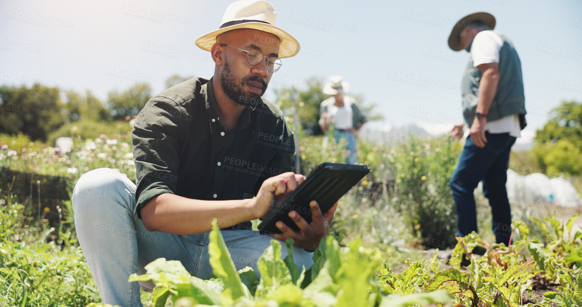 Buy stock photo Farm, tablet and black man with vegetables for growth, sustainability and harvesting crops. Agriculture, nature and African farmer on digital tech for environment, plant health and online inspection