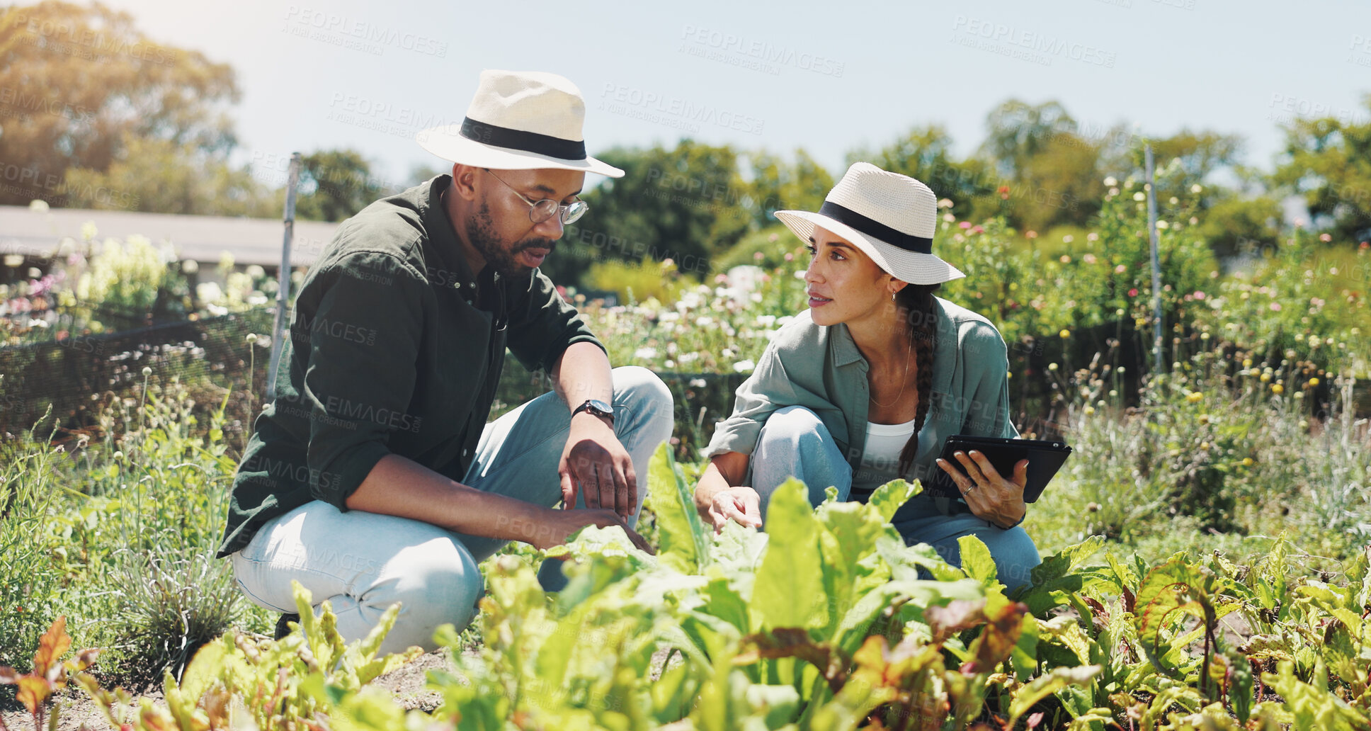 Buy stock photo Man, woman and tablet in field, farming and inspection for crops, growth or talking in summer. People, digital touchscreen and agro management with partner, review or progress for organic vegetables