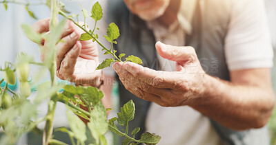 Buy stock photo Agriculture, inspection and hands in greenhouse, leaves and checking for harvest, farmer and outdoor. Sustainable business, production and person with plants in environment and quality assurance