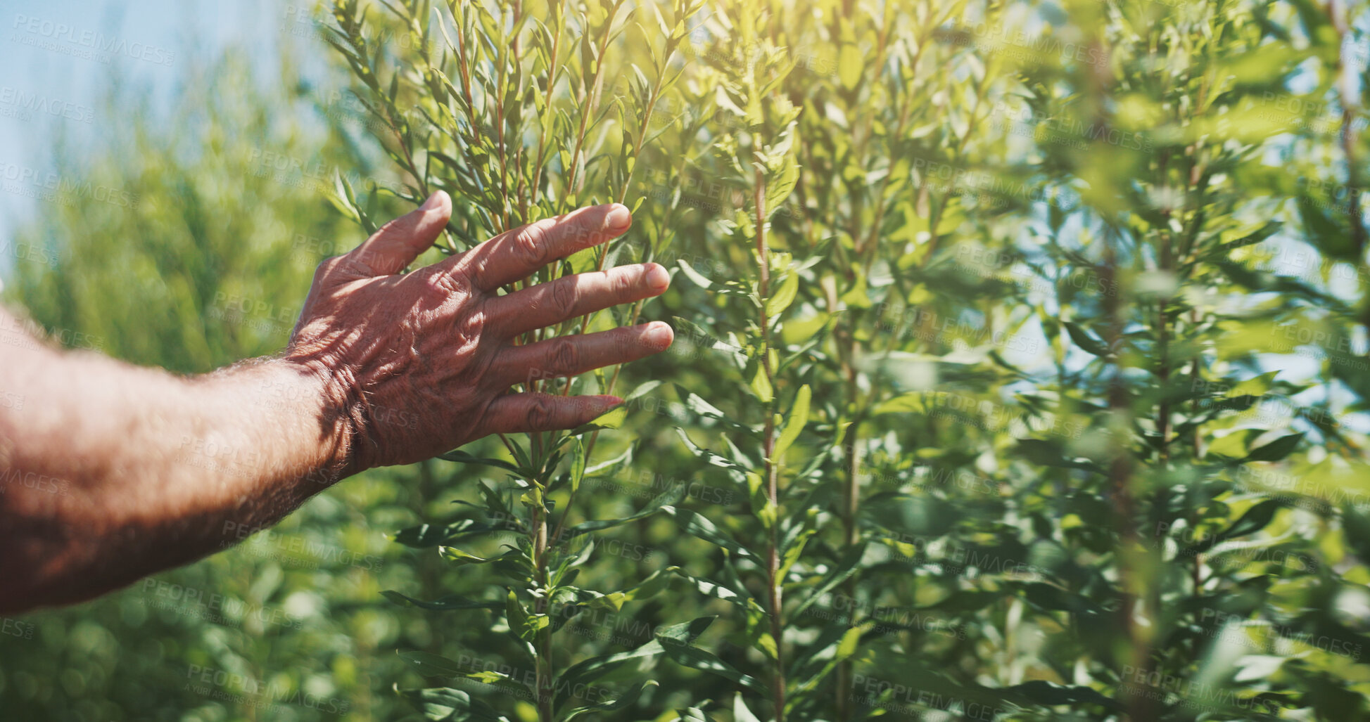 Buy stock photo Agriculture, hands and inspection of crops, closeup and checking for harvest, farmer and countryside. Sustainable business, production and person with plants in environment and quality assurance