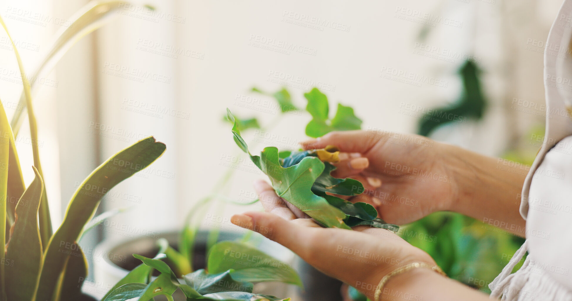 Buy stock photo Hands, sustainability and person with plants, home and inspection for growth of leaves and gardening. Fresh, eco friendly and checking for quality control, environment or closeup of gardener in house