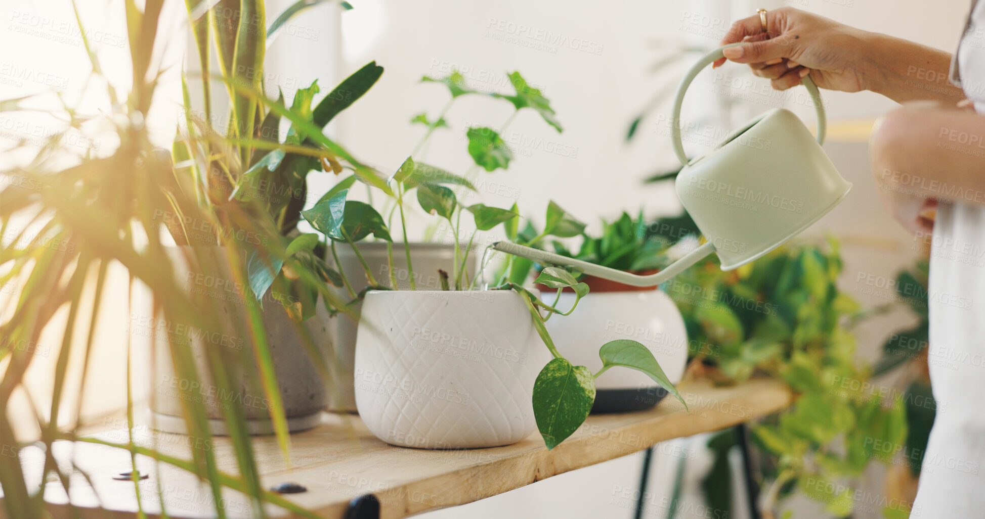 Buy stock photo Plants, water and can with hands of woman at home for botany, sustainability and gardening hobby. Eco friendly, growth and leaf with closeup of person in apartment for horticulture, organic or leaves