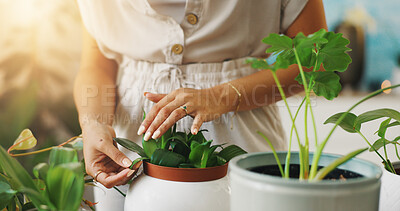 Buy stock photo Hands, checking and person with plants, home and inspection for growth of leaves and sustainability. Fresh, gardening and eco friendly for quality control, environment or closeup of gardener in house