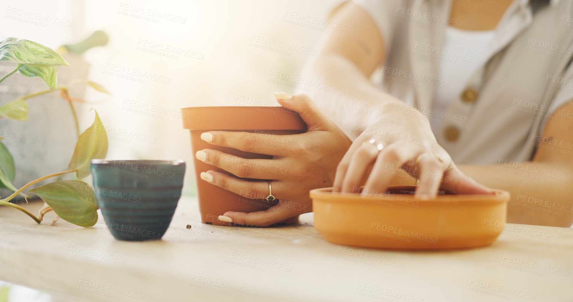 Buy stock photo Hands, gardening and person with pot plant, home and sustainability for growth of leaves and closeup. Healthy, eco friendly and planting of seeds in house, environment and gardener with greenery