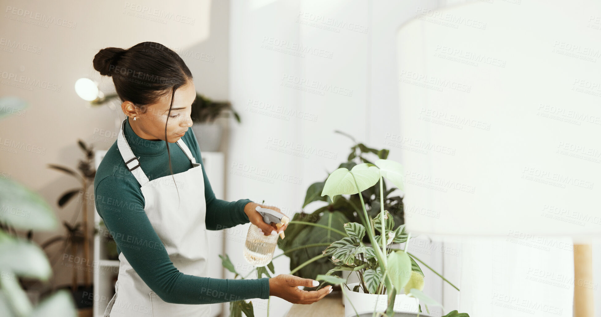 Buy stock photo Home, woman and spray water on plants for sustainability, ecology or hydration for natural growth with care. Green leaves, florist and bottle for hobby, gardening and health for botany or maintenance