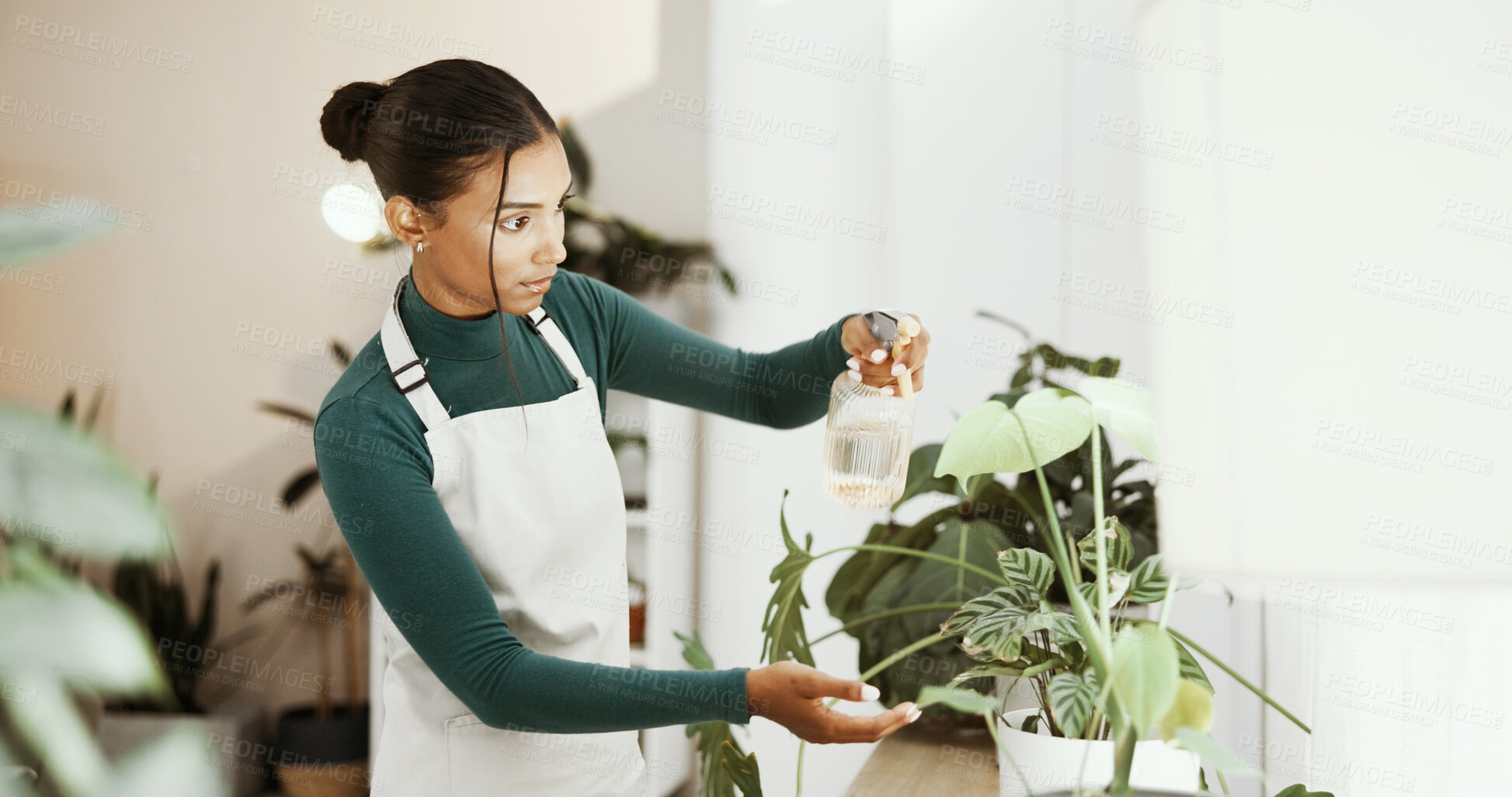 Buy stock photo Care, woman and spray water on plants for sustainability, ecology or hydration for natural growth in home. Green leaves, florist and bottle for hobby, gardening and health for botany or maintenance