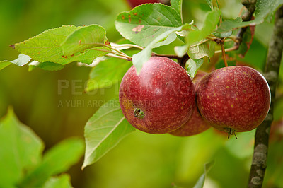Buy stock photo Agriculture, farm and organic with apple tree on orchard for growth, harvest or sustainability. Environment, food and nature with red fruit growing in rural countryside for agricultural industry