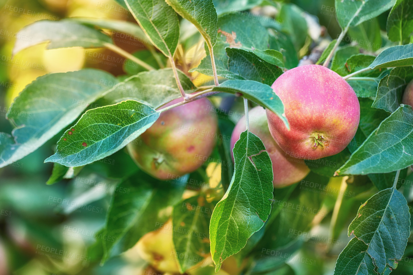 Buy stock photo Agriculture, food and organic with apple tree on farm for growth, harvest or sustainability. Environment, farmland and nature with fruit growing outdoor in rural countryside for produce industry